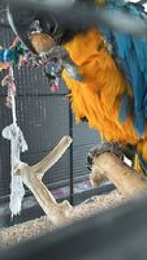   Couple de perroquets aras et cage 