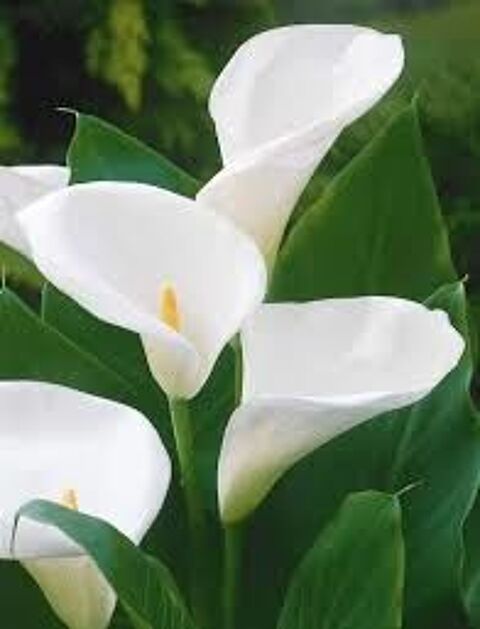 Plants d'arum blanc 3 Vertus (51)