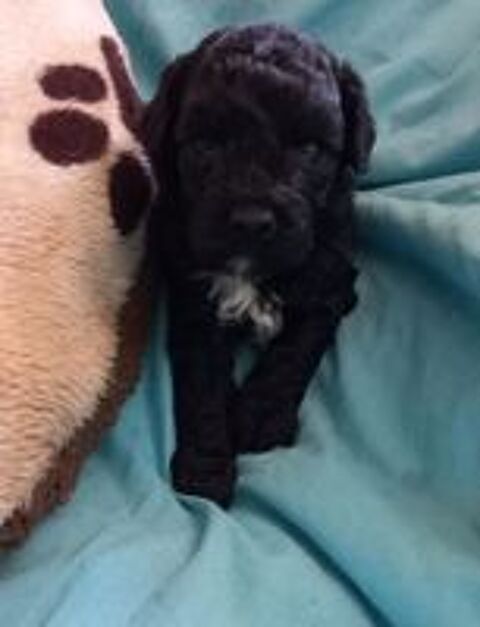   Caniche nain 