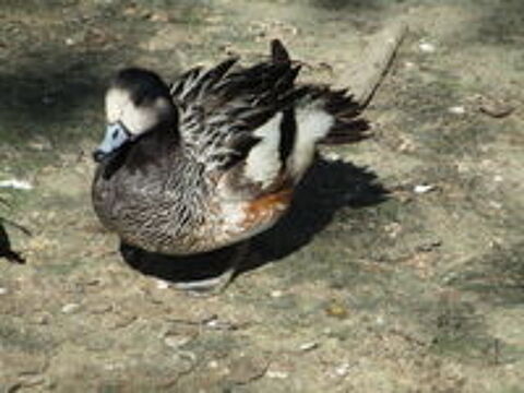   vent  canard ornement 