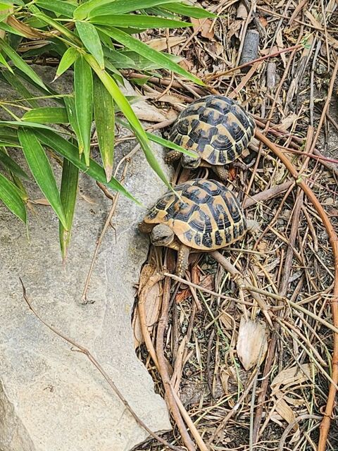 Tortues de terre 80 34400 Lunel