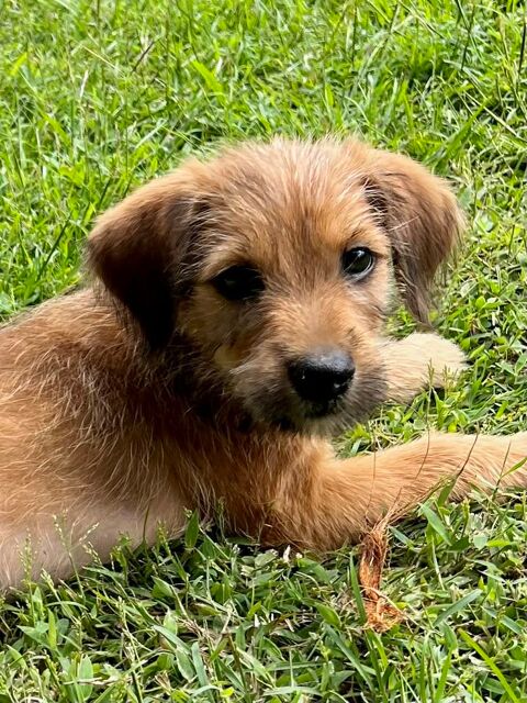 Youpi, le polisson 300 86000 Poitiers