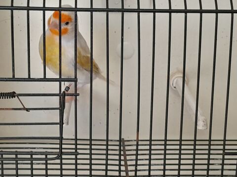 FEMELLE CANARI X MUTATION SATINE 2025 35 95170 Deuil-la-barre