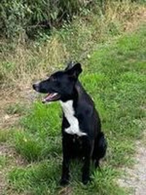   Chien NELIO à l adoption 