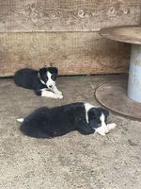   Chiots border collie 