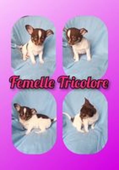   Chiot chihuahua femelle poil court  