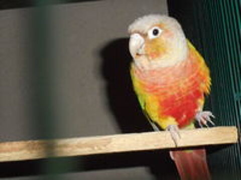   CONURES MOLINAE ANANAS 