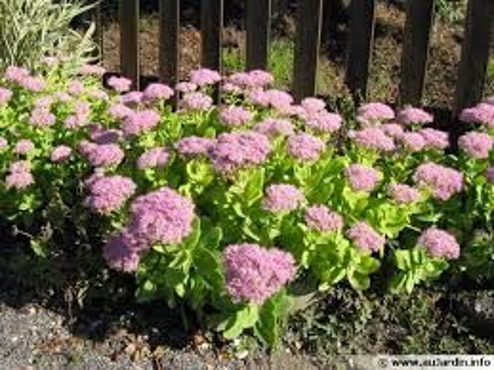 jolie fleur orpin Jardin
