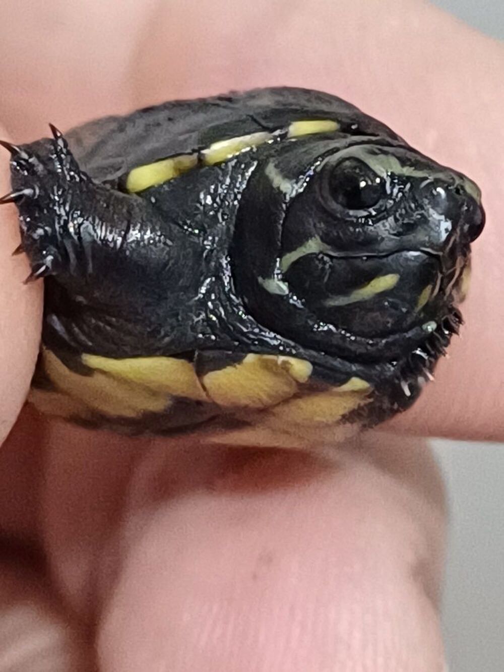   TORTUE d' EAU KINOSTERNON BAURII 