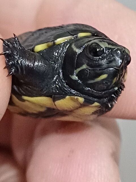 TORTUE d' EAU KINOSTERNON BAURII 90 63530 Volvic