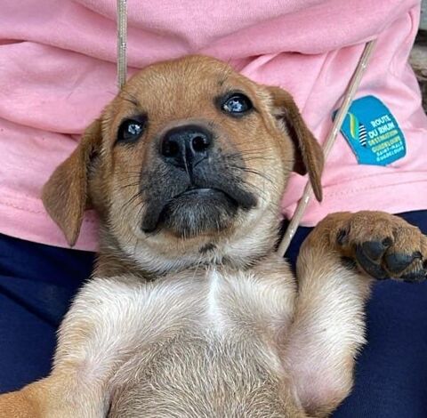 PATSI actuellement au refuge en guadeloupe 0 75018 Paris