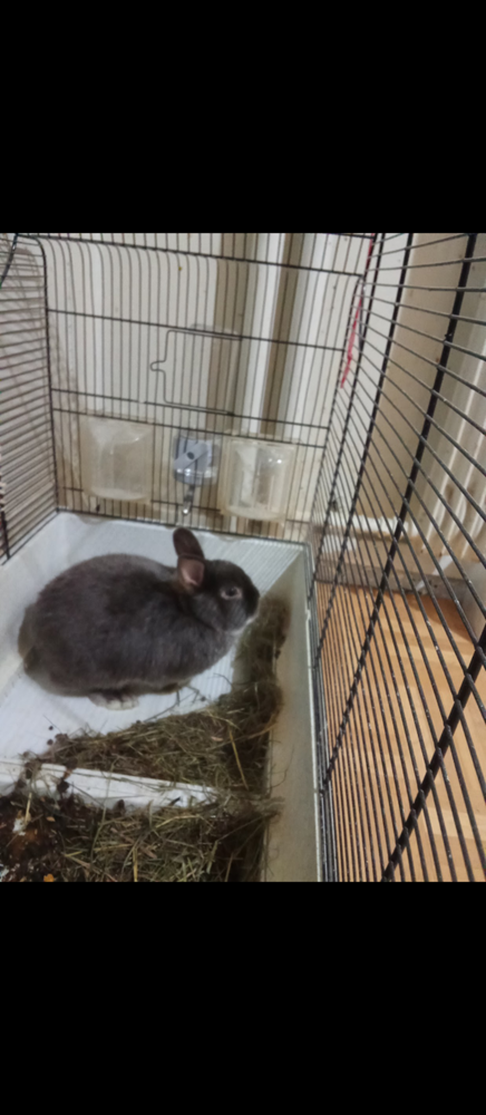   J'ai un lapin nain femelle a 50€ 