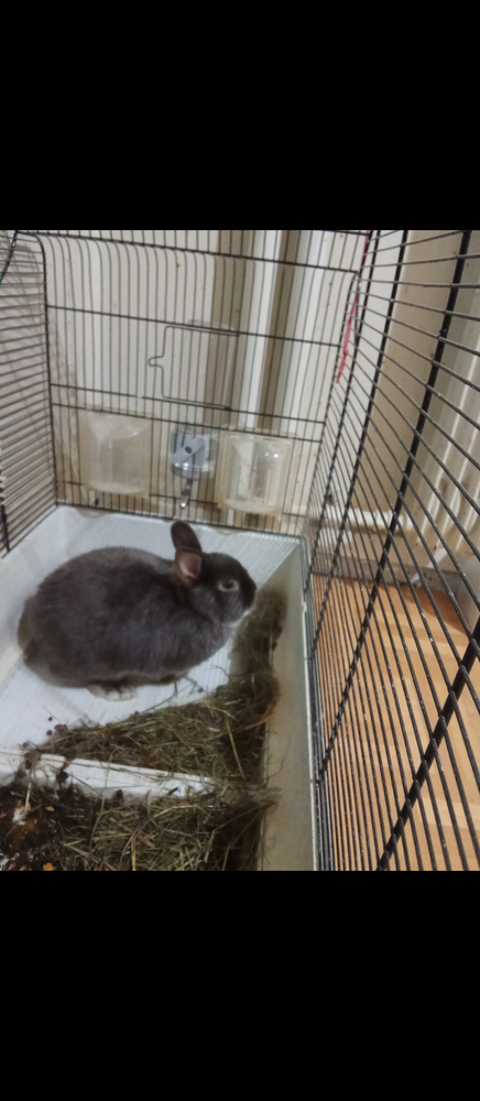 J'ai un lapin nain femelle a 50€ 50 75010 Paris