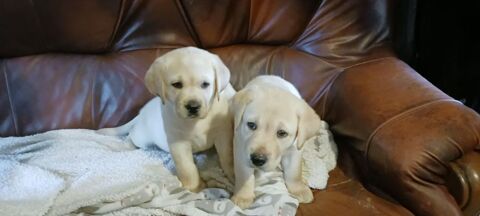 Chiots  Labrador sable.
1200 14140 Livarot