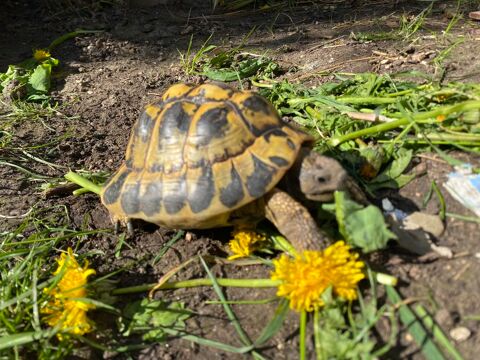 Tortue de jardin  180 95140 Garges-l�s-gonesse
