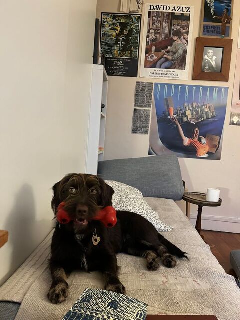 Adorable petite chienne de 2 ans - Maria 0 75018 Paris