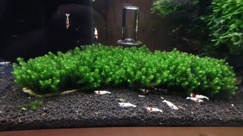 Plante / Mousse : Rare Moss pour aquarium 5 85470 Bretignolles-sur-mer