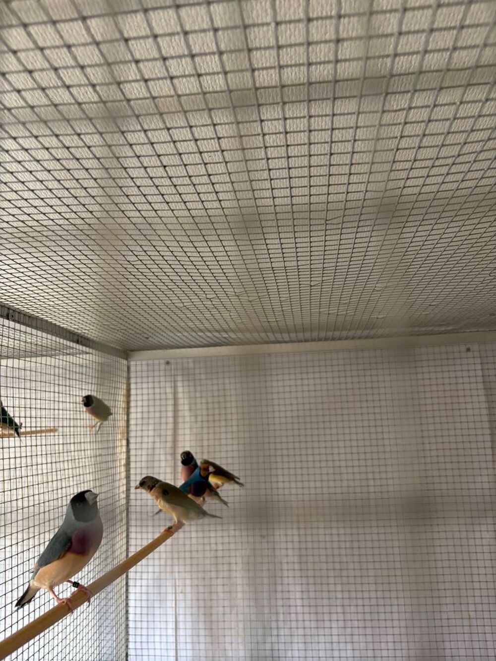   diamant de gould et moineau du japon panaché , année 2026 