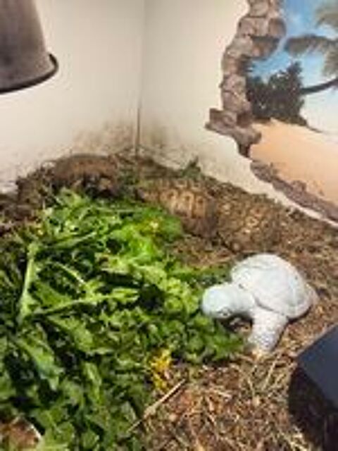   4 tortues  