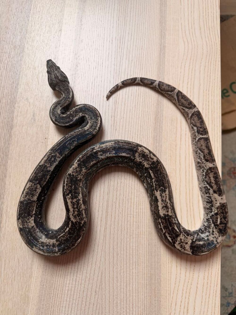   Boa imperator Hypo IMG Ghost femelle - NC 2022 