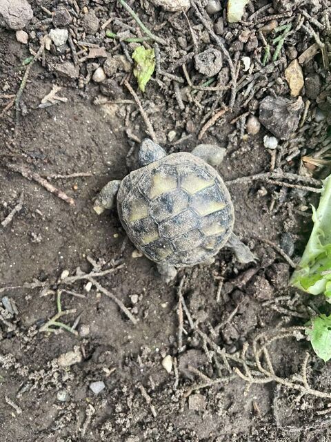 Tortue de terre 0 84000 Avignon