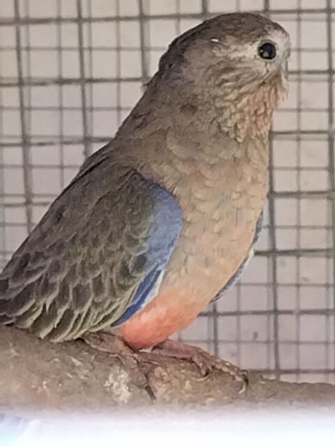 Bourke Rose 35 37000 Tours