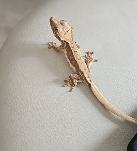 Gecko a Crete/Ciliatus 170 95320 Saint-leu-la-fort