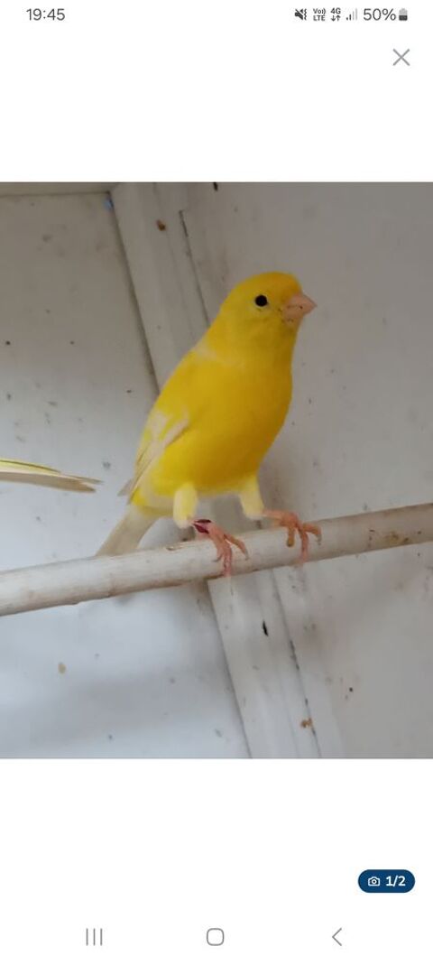 Canaris 20 64100 Bayonne