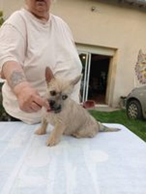   Chiots cairn terrier LOF ns le 12/02/2025 