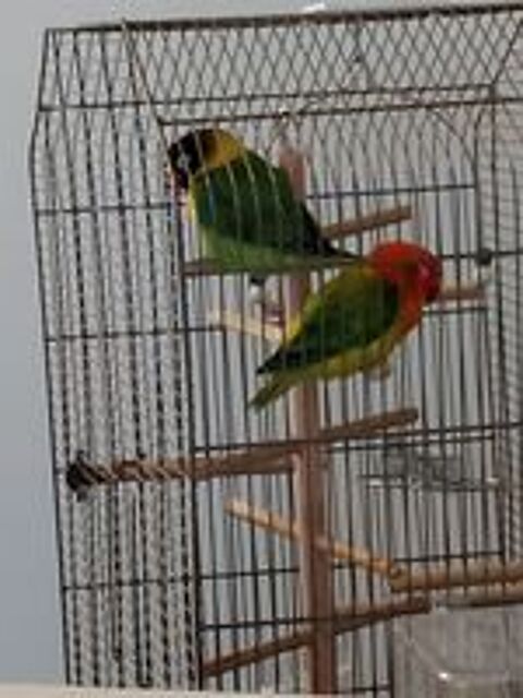   COUPLE D INSEPARABLES ET CAGE 