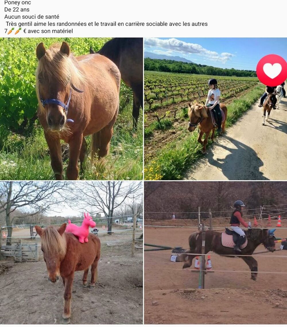   Poney ont 