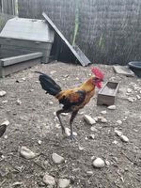   Poule, coq... 