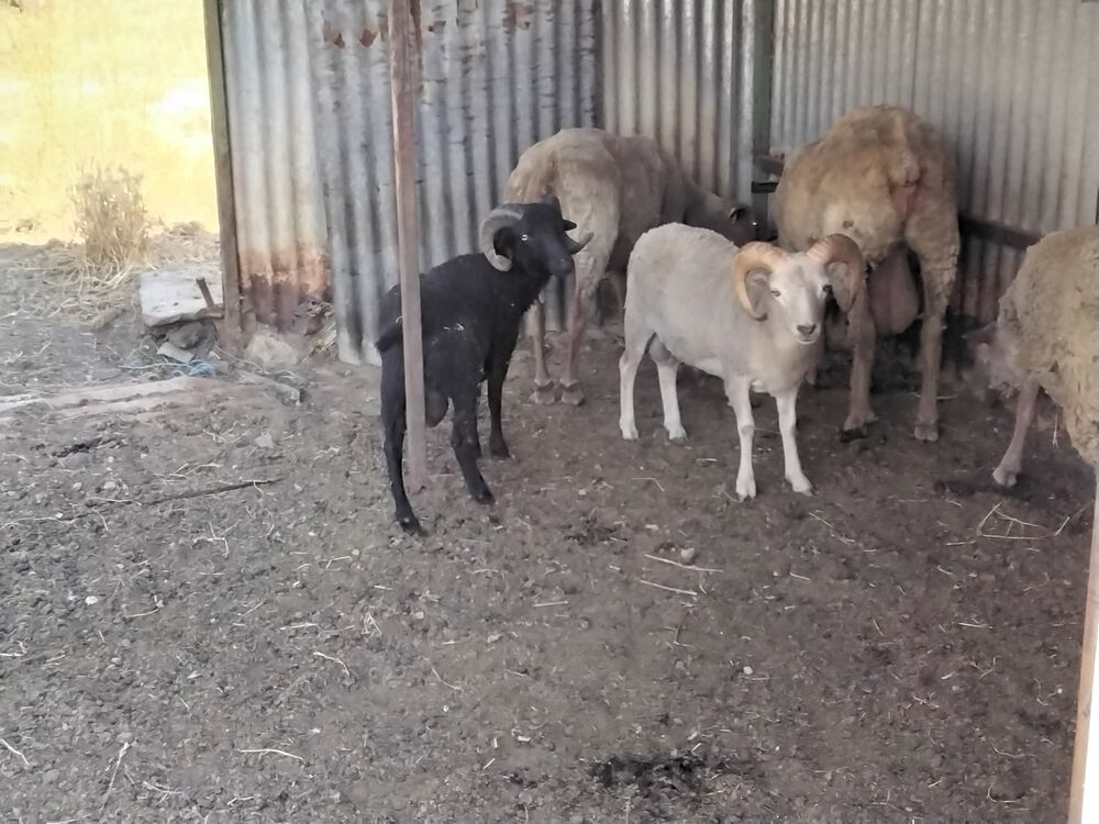    Donne 2 moutons d ouessant  mâles  