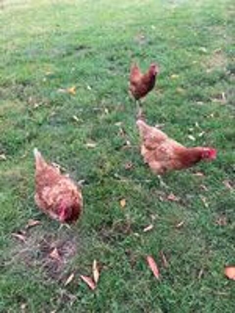   Poule 