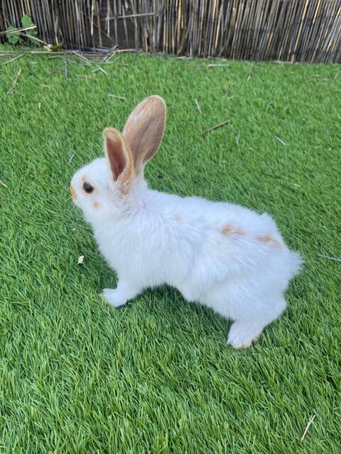 Lapin nains et papillons 20 11800 Tr�bes