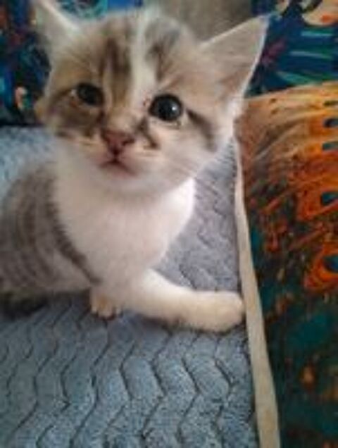   DONNE CHATON 