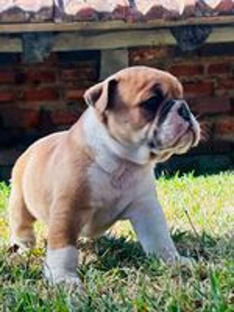   Chiots Bulldog continental  