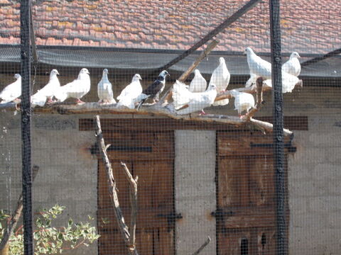 PIGEONS PAON BLANC 15 01400 Condeissiat