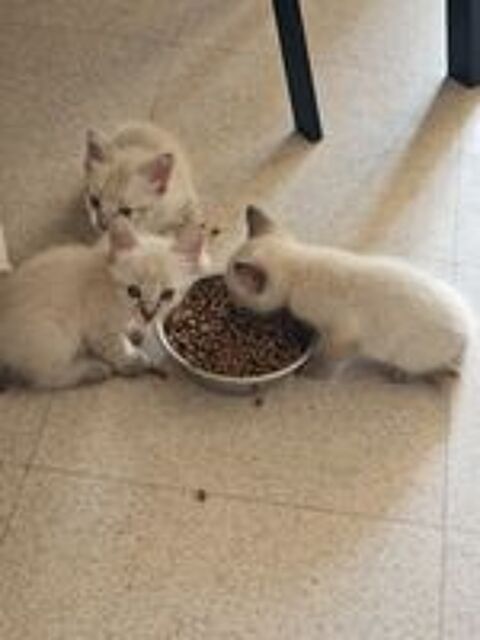   A réservé 3 chatons Siamois Siamois Thaï . 