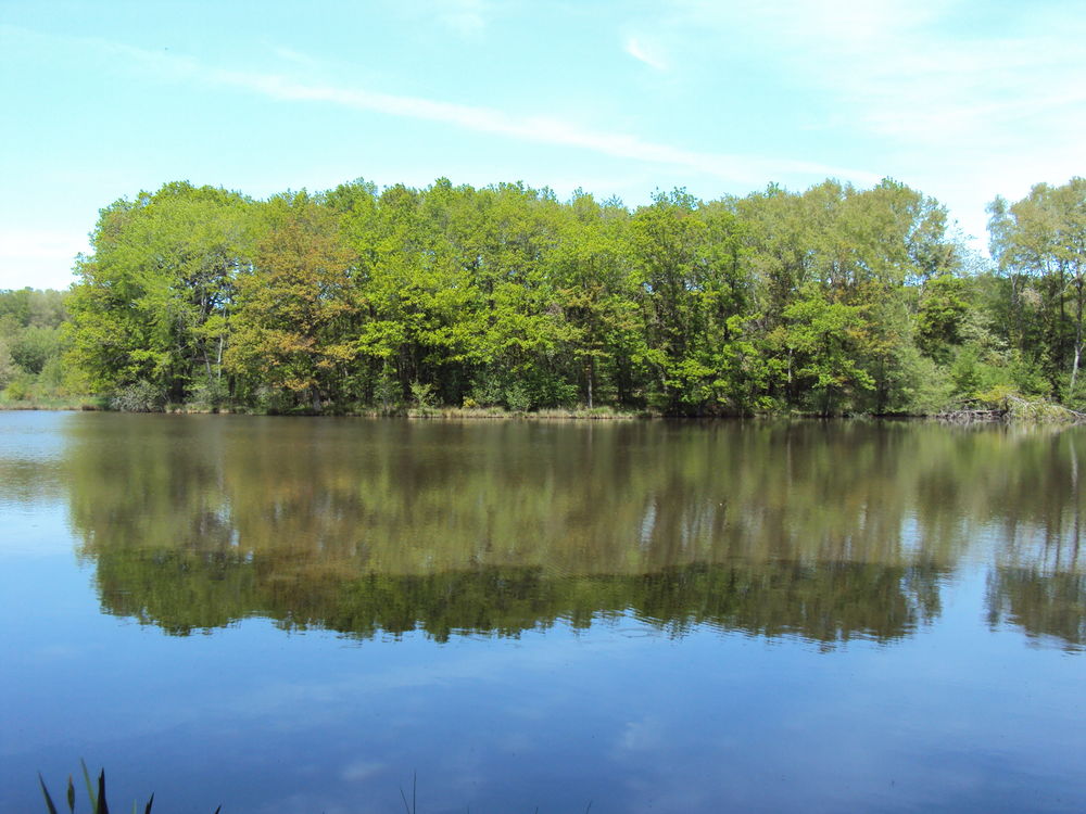 Vente Terrain Etang avec possibilité de construction gîtes de pêche. Quinssaines