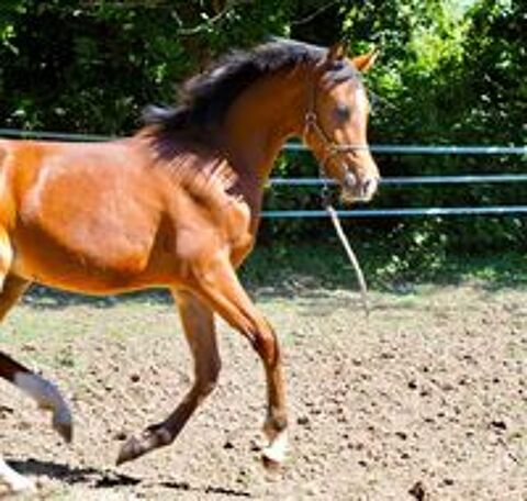   superbe poulain pur sang arabe 