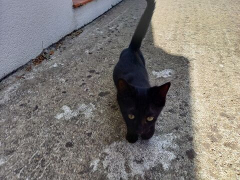 Chatons 0 85300 Challans