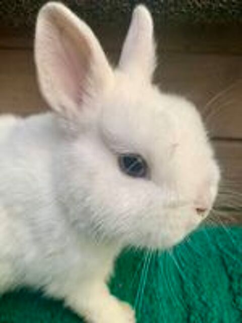   Bébé lapin nain Polonais 