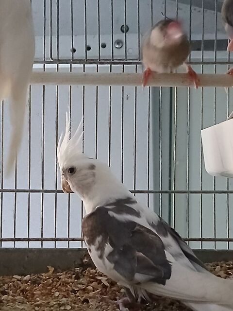 Perruches calopsites 30 44150 Ancenis