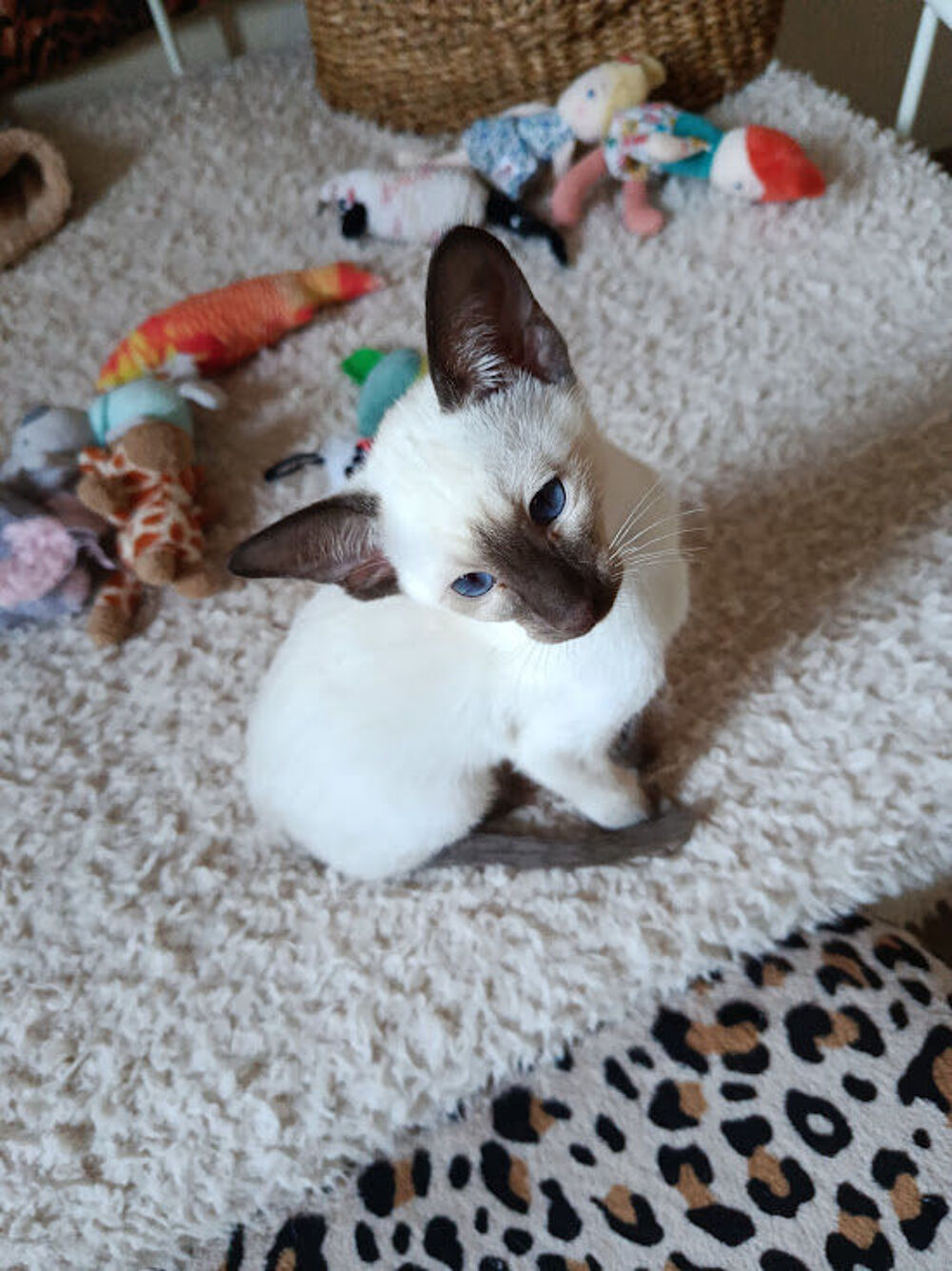   PETERBALD-SIAMOIS 