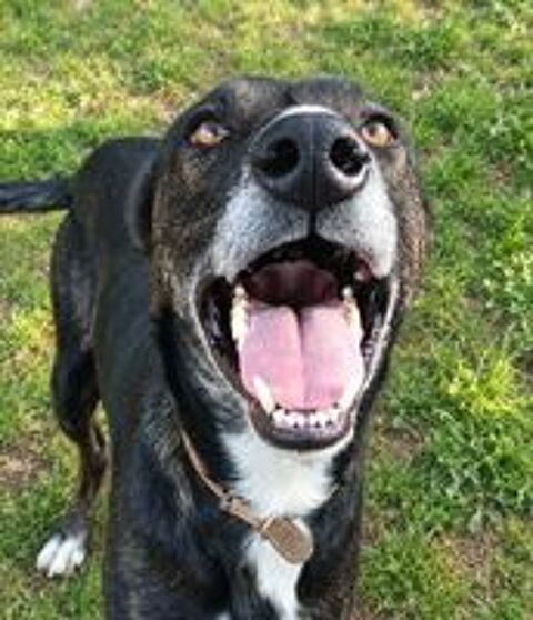   Louvo, podenco à adopter 