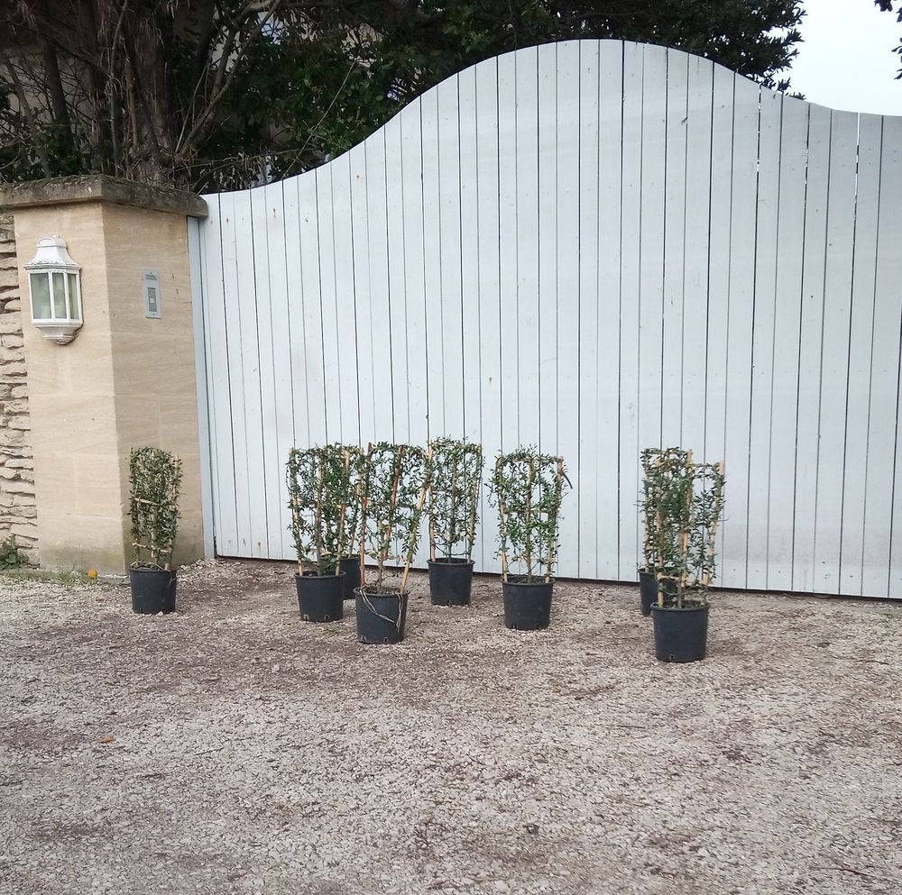 Agrume buissonnant cultiv&eacute; sur treille Citronnier 'Caviar' Jardin