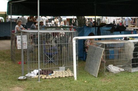 Cages d'exposition pour chiens 50X50 46090 Labastide-marnhac