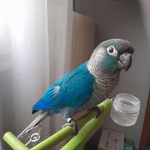   Cède conures EAM 