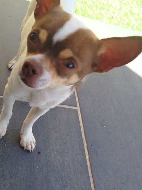 Chihuahua 0 69680 Chassieu